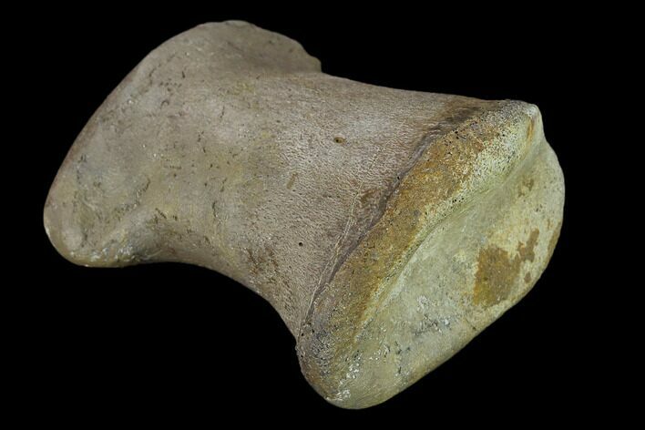 Ceratopsian Dinosaur Phalange - Alberta (Disposition #-) #134448